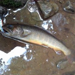 沢を３本釣り上がる ～長良川水系～